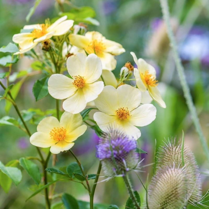 David Austin Tottering-By-Gently English Rose Shrub